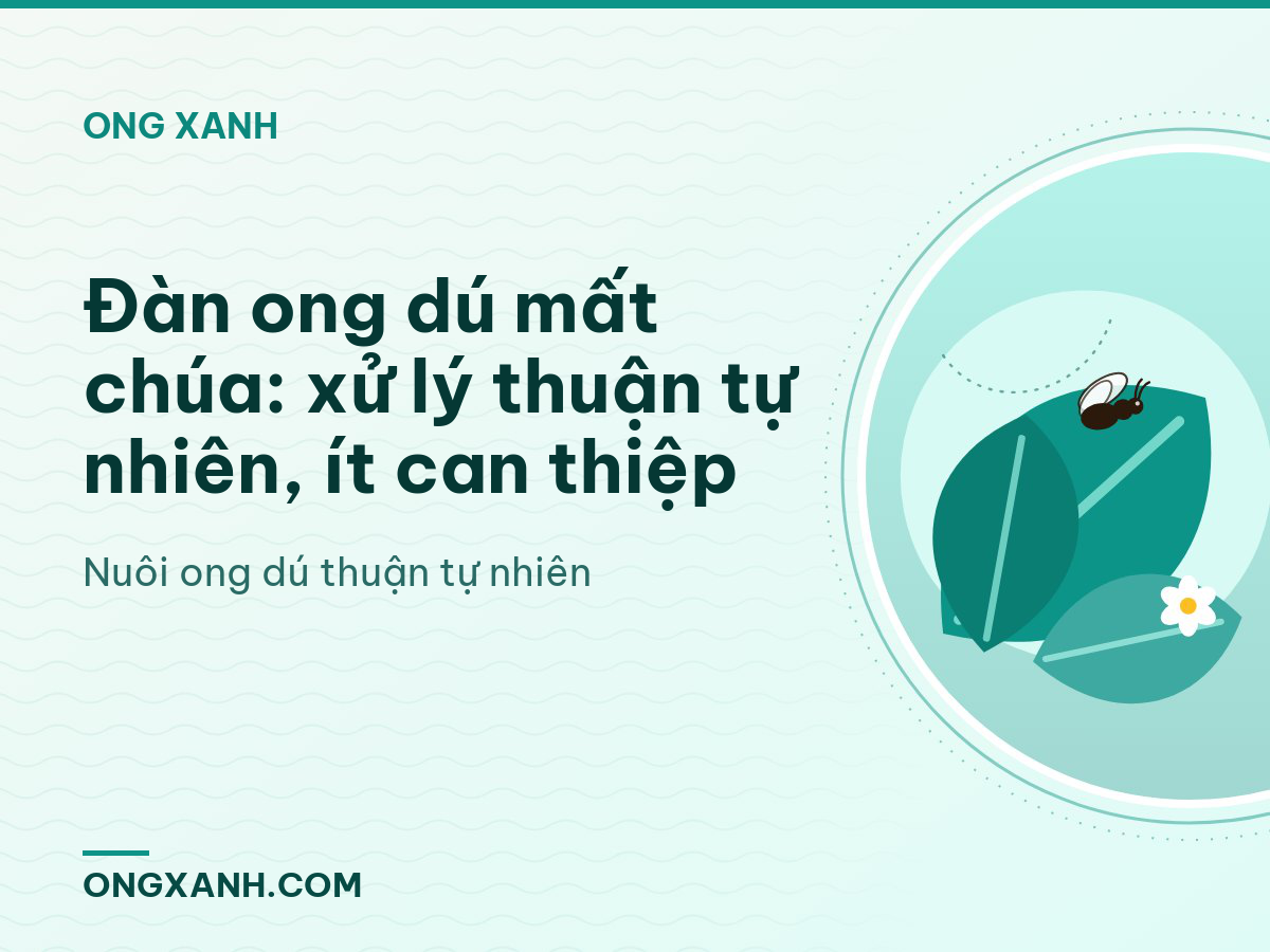 Đàn ong dú mất chúa: xử lý thuận tự nhiên, ít can thiệp