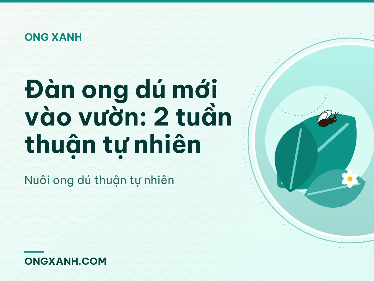 Đàn ong dú mới vào vườn: 2 tuần thuận tự nhiên