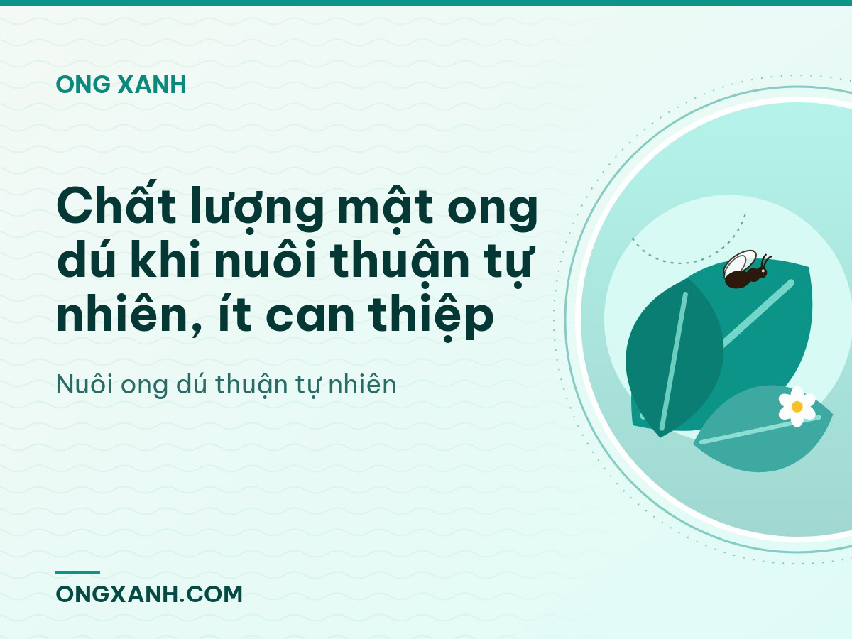 Chất lượng mật ong dú khi nuôi thuận tự nhiên, ít can thiệp