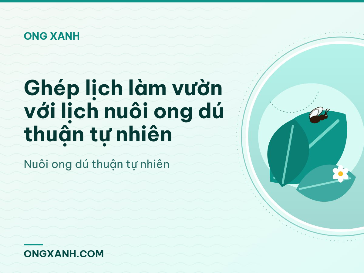 Ghép lịch làm vườn với lịch nuôi ong dú thuận tự nhiên