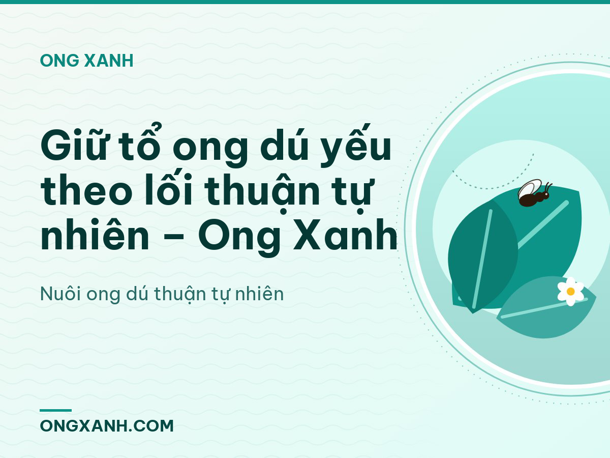 Giữ tổ ong dú yếu theo lối thuận tự nhiên – Ong Xanh