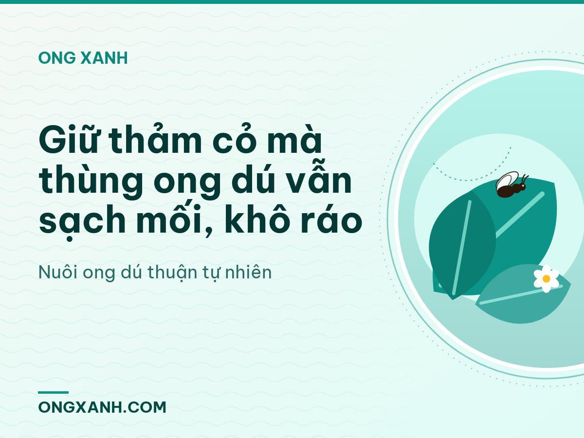 Giữ thảm cỏ mà thùng ong dú vẫn sạch mối, khô ráo