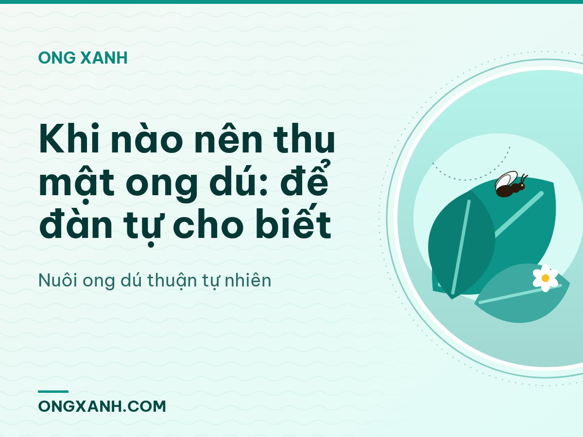Khi nào nên thu mật ong dú: để đàn tự cho biết