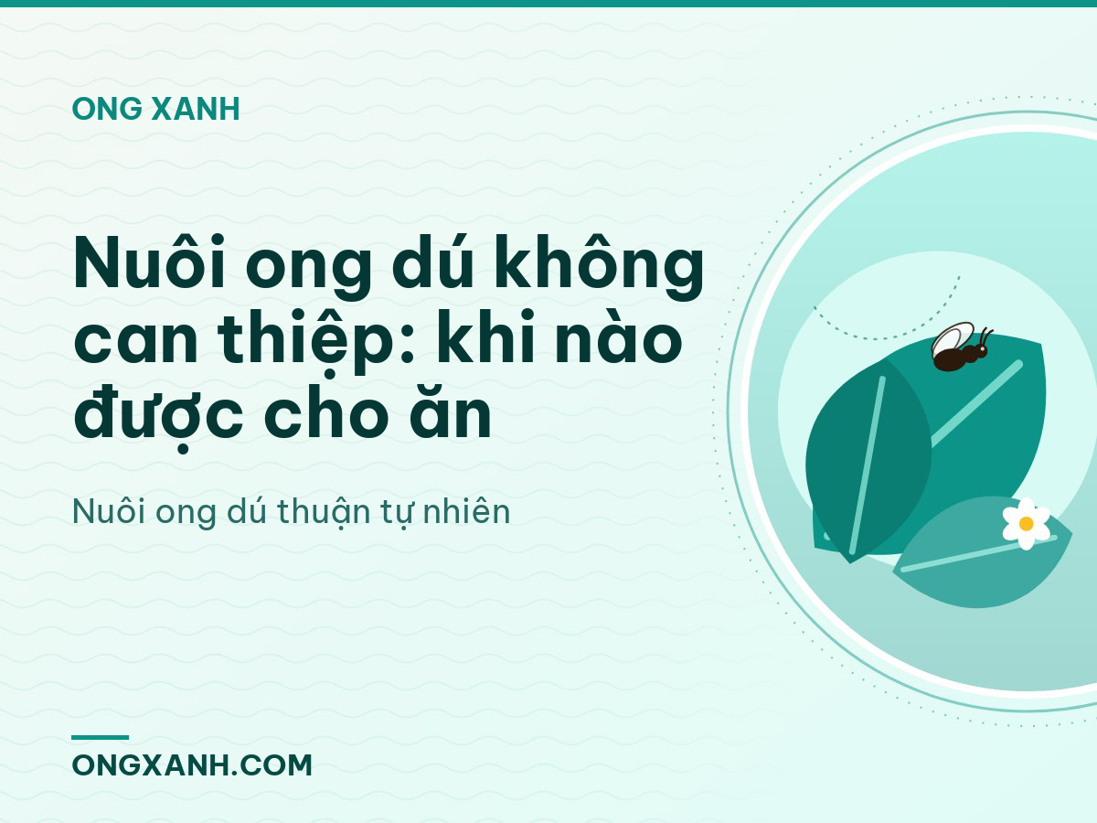 Nuôi ong dú không can thiệp: khi nào được cho ăn