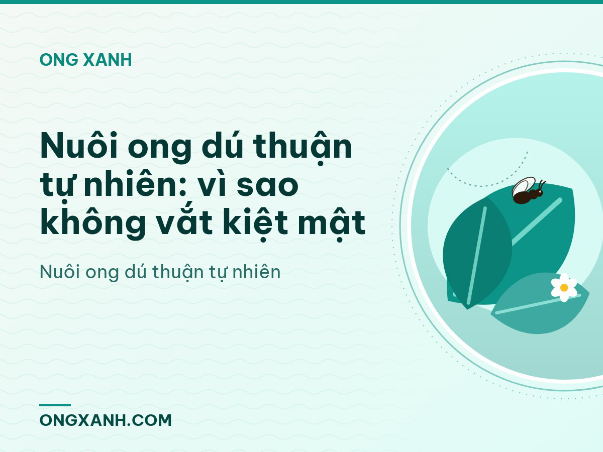 Nuôi ong dú thuận tự nhiên: vì sao không vắt kiệt mật