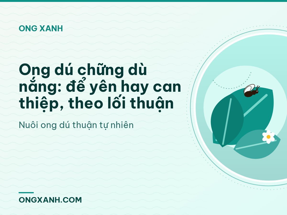 Ong dú chững dù nắng: để yên hay can thiệp, theo lối thuận