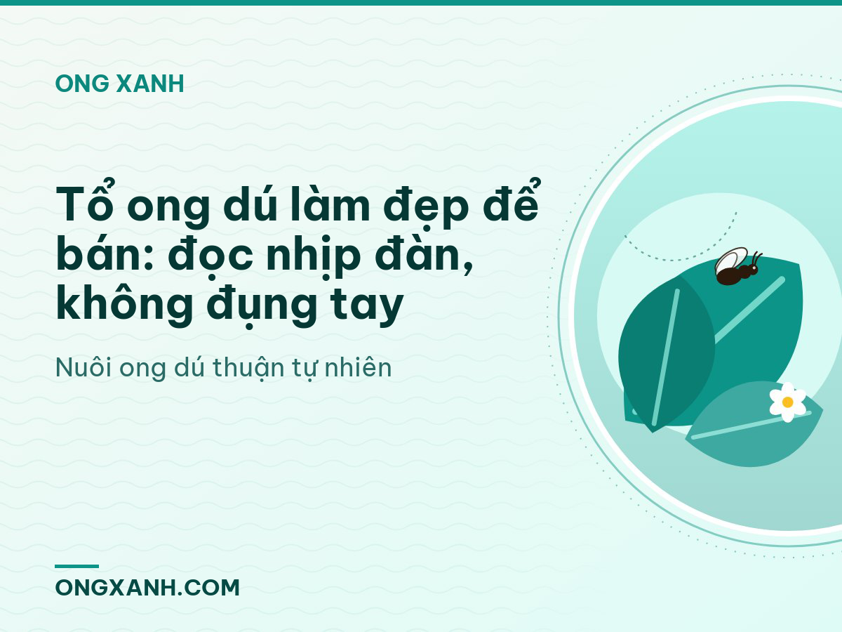 Tổ ong dú làm đẹp để bán: đọc nhịp đàn, không đụng tay