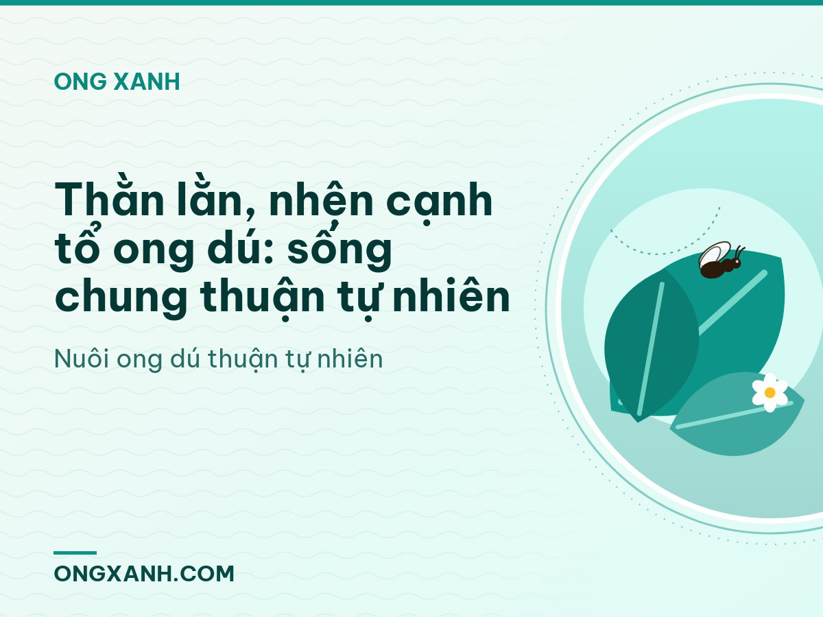 Thằn lằn, nhện cạnh tổ ong dú: sống chung thuận tự nhiên