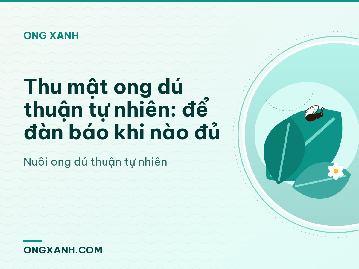 Thu mật ong dú thuận tự nhiên: để đàn báo khi nào đủ