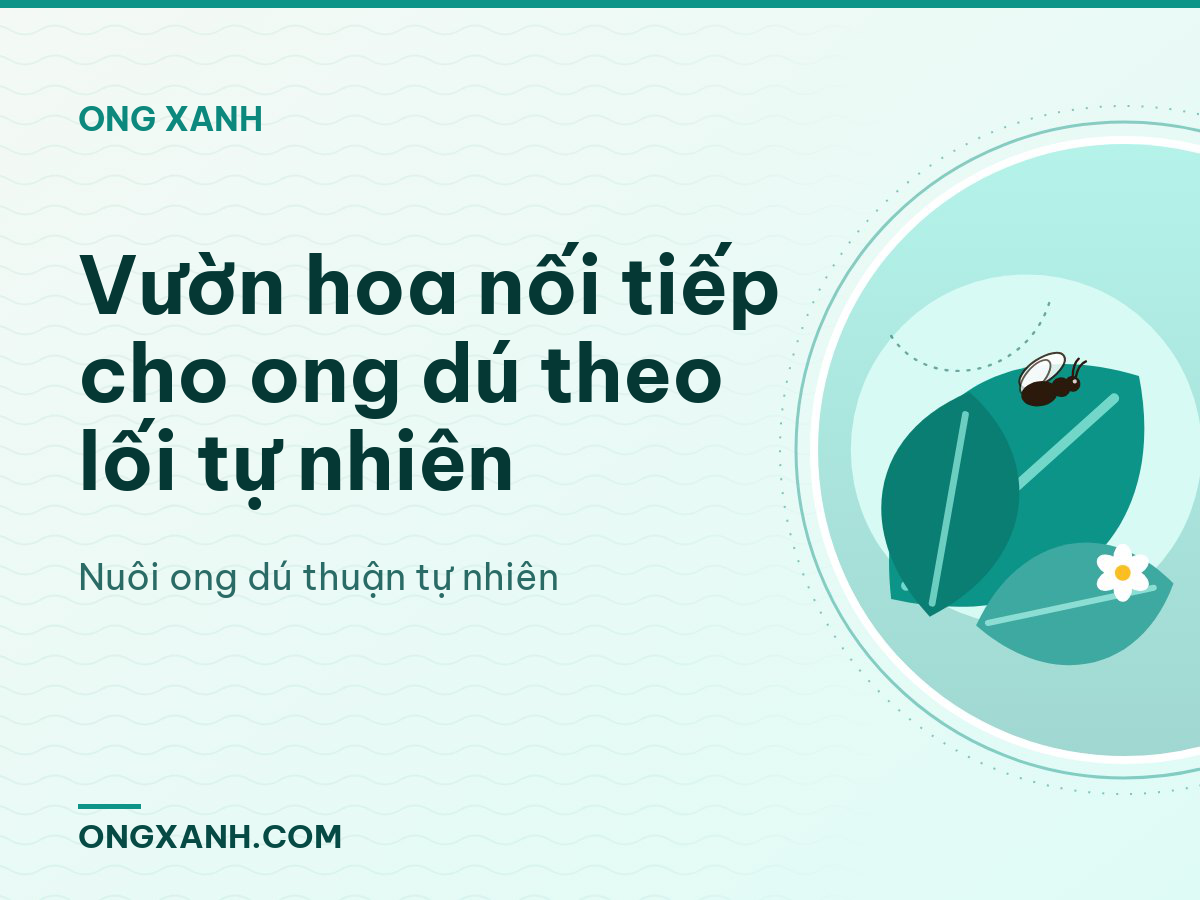 Vườn hoa nối tiếp cho ong dú theo lối tự nhiên