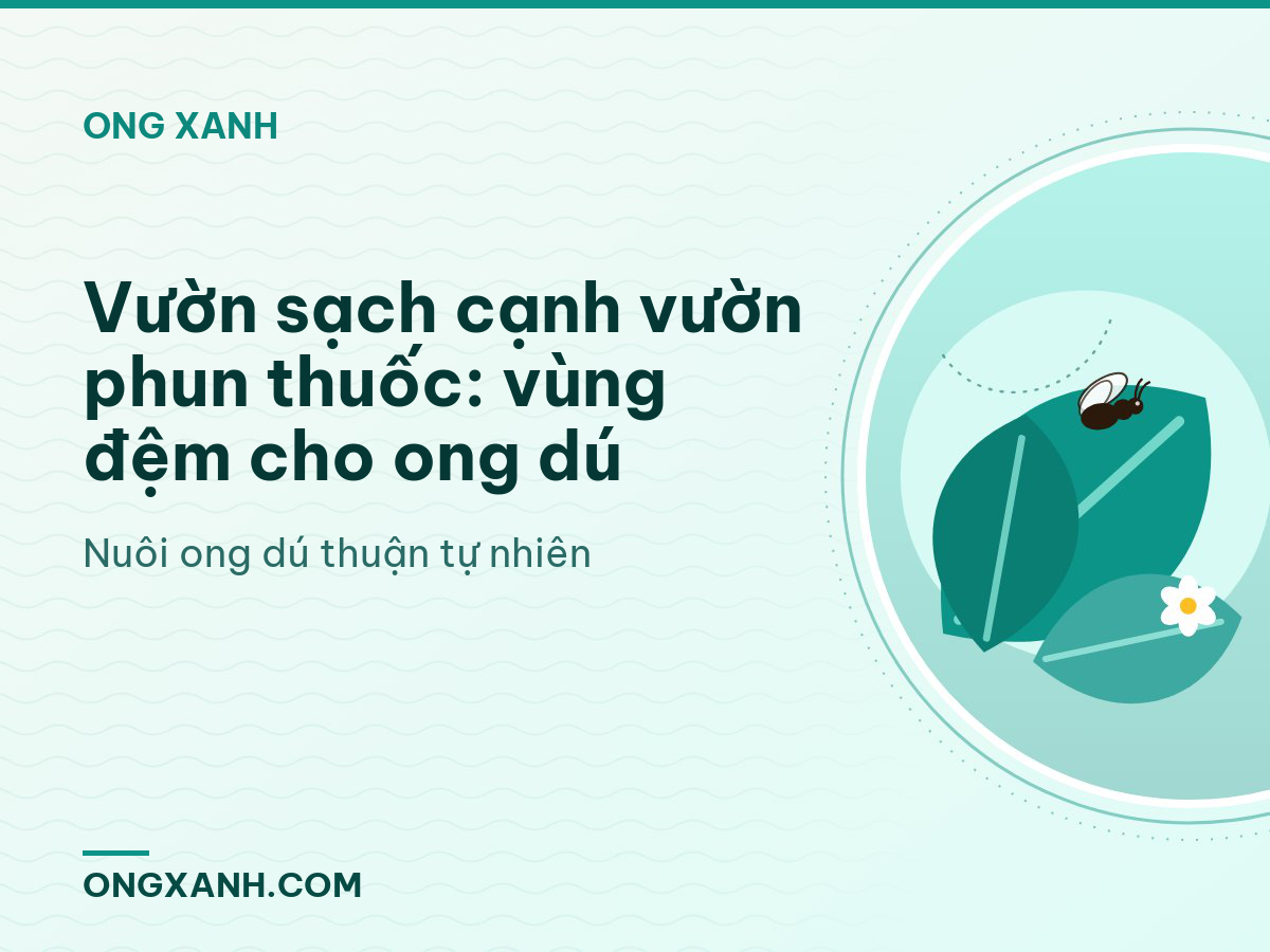 Vườn sạch cạnh vườn phun thuốc: vùng đệm cho ong dú
