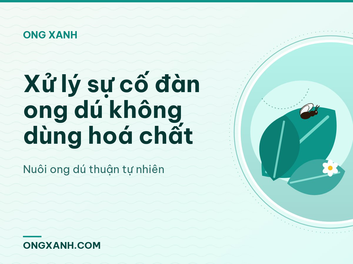 Xử lý sự cố đàn ong dú không dùng hoá chất
