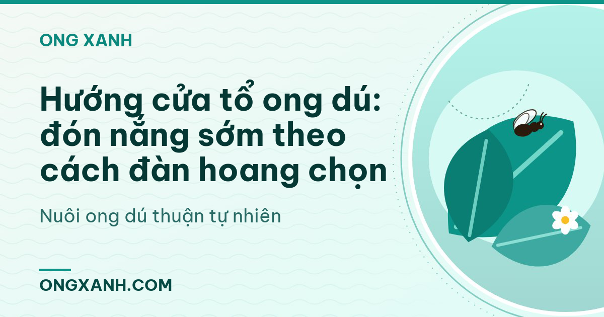 Hướng cửa tổ ong dú: đón nắng sớm theo cách đàn hoang chọn