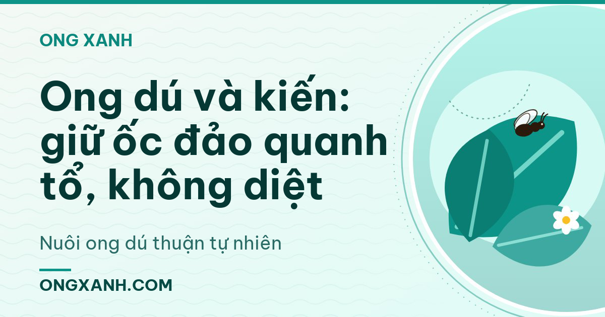 Ong dú và kiến: giữ ốc đảo quanh tổ, không diệt